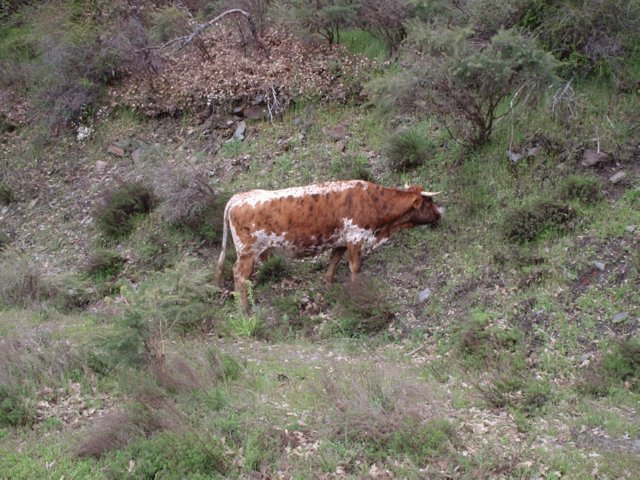 P5280081 Wandeling Trevelez  naar Portgos